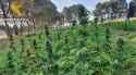 Descobreixen 5.350 plantes de marihuana al costat d'un antic càmping de Figueres