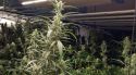 A presó dos homes que tenien un cultiu amb 915 plantes de marihuana en una casa a Figueres