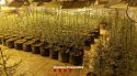 Un detingut i 500 plantes de marihuana comissades dins una casa a Borrassà