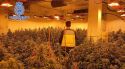 Un traficant amb 793 plantes de marihuana a Maçanet envesteix dos policies nacionals i fuig