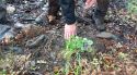 Una iniciativa vol recuperar el capell d'aigua a l'Albera que es troba en perill d'extinció