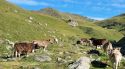 El Govern aprova un pla per potenciar la ramaderia extensiva al Pirineu i Prepirineu