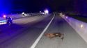 Consulta les carreteres gironines on es registren més accidents amb fauna salvatge a la calçada