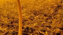Un detingut, una escopeta requisada i 270 plantes de marihuana desmantellades a la Bisbal