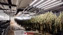 Detingut el responsable d'un cultiu amb 992 plantes de marihuana a Llambilles