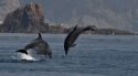 Alerten que el dofí comú està desapareixent de la Costa Brava