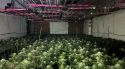 Quatre detinguts per tenir una gran plantació de marihuana a Sant Miquel de Cladells