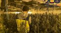 Una xivatada permet desmantellar 762 plantes de marihuana en una casa de Riudellots de la Selva