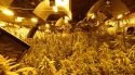 Cinc detinguts amb 1.268 plantes de marihuana i 30kg de cabdells en dues cases d'un carrer de Vidreres