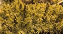 Detingut un home per tenir 561 plantes de marihuana i la llum punxada en una casa de Calonge