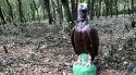 Instal·len vuit nius artificials amb figuretes per atraure voltors negres a l'Alt Empordà