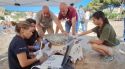 Una tortuga careta pon 101 ous a la platja de Sant Feliu de Guíxols
