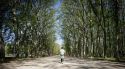 Girona invertirà més de 600.000 euros en preservar els arbres històrics i l'enjardinament de la Devesa