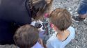 Alliberen a Portbou un exemplar de tortuga careta que una família va trobar fa nou mesos