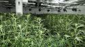 Dos detinguts a Sils que tenien una plantació interior de marihuana dins d'una casa