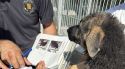 Intercepten a la Jonquera el transport il·legal de 33 cadells de gos