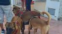 Un detingut a Castelló d’Empúries per maltractament animal i atemptat contra un agent