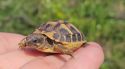 88 tortugues mediterrànies s’alliberen al Cap de Creus en la reintroducció de l’espècie
