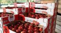 Poma de Girona preveu collir 89 milions de quilos aquesta temporada fins al desembre