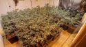 Detingut un ocupa amb 265 plantes de marihuana, 25 kg de cabdells i la llum punxada a Lloret