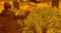 Un detingut a Sant Joan les Fonts per tenir una plantació indoor de marihuana