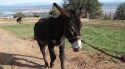 Agricultura destina gairebé 300.000 euros a la preservació de races autòctones catalanes