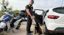 La Unitat Canina de Blanes incrementa un 25% el nombre d'actes per possessió de droga