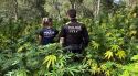Localitzen una plantació amb 800 plantes de marihuana en un bosc de Vidreres
