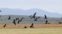 Arriben 29 ibis ermitans als aiguamolls de l'Empordà provinents d'Àustria