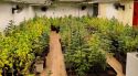 Detinguts quatre responsables d'una plantació de marihuana en una masia de Fogars