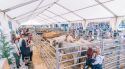 La Fira de Sant Lluc d’Olot manté l’activitat malgrat la suspensió dels certàmens ramaders