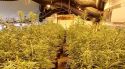 Dos detinguts responsables de dos cultius de marihuana a Lloret i Riudarenes amb 1.171 plantes