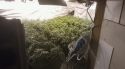 Tres homes a presó per tenir 487 plantes de marihuana i 20 kg de cabdells en una casa a Tossa