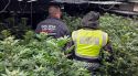 Desmantellen un cultiu amb més de 700 plantes de marihuana en un habitatge de Platja d'Aro