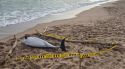 Apareix un dofí mort a la platja de la Gola de l'Estartit