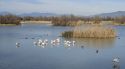 Acaba la tendència negativa als Aiguamolls de l'Empordà recuperant la població hivernal d'ocells