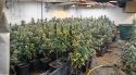 Desmantellen un cultiu amb 533 plantes de marihuana en una granja abandonada de Navata
