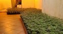 Desmantellen una plantació de 1.000 plantes de marihuana en una casa de Lloret