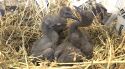 Arriben 21 nous pollets d’ibis ermità als Aiguamolls per reforçar la reintroducció de l’espècie