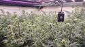 Cau a Maçanet una plantació de marihuana blindada amb campanes per alertar d’intrusos
