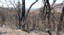 Els Bombers ja tenen treballat el 80% del perímetre de l’incendi de les Gavarres