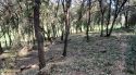 Girona reforça el manteniment forestal per reduir el risc d’incendis