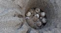 Localitzen el primer niu de tortuga careta de l’estiu a la platja de l’Estartit
