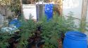 Una batuda al Polvorí de Girona destapa frau elèctric, marihuana i galls mutilats