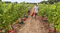 La DO Empordà preveu augmentar fins a un 15% la collita i recuperar una producció habitual