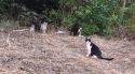 Girona aprova un programa per gestionar les 78 colònies felines i els prop de 800 gats de la ciutat