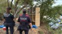 Intervenen set galls en una zona boscosa de Girona destinats a baralles