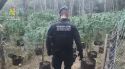 Desmantellen una plantació amb més de 1.500 plantes de marihuana a Cistella
