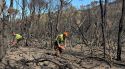 Comença la tala d'arbres cremats a les Gavarres per seguretat