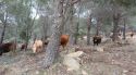 Agullana acull la Jornada Forestal centrada en els ramats i la prevenció d'incendis